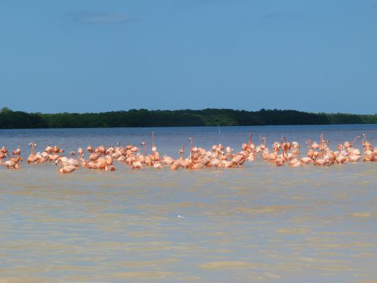 Reserva de la Biosfera Ría Celestún